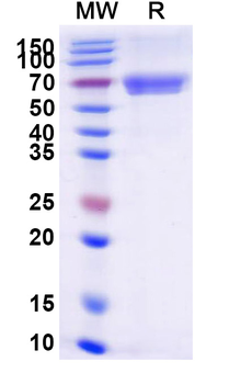 Human CD84/SLAMF5 Recombinant Protein (C-Fc)