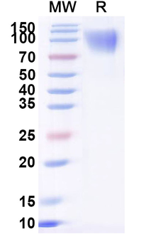 Recombinant Dog CD117/KIT Protein, C-His