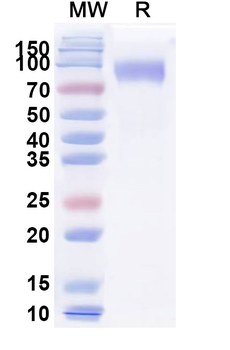 Recombinant Cat CD117/KIT Protein, C-His