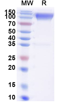 Recombinant Cat CD117/KIT Protein, C-Fc
