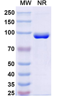 Human FZD3/Frizzled-3 Nanobody Antibody