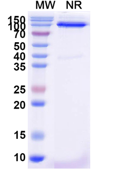 Human FZD3/Frizzled-3 Nanobody Antibody