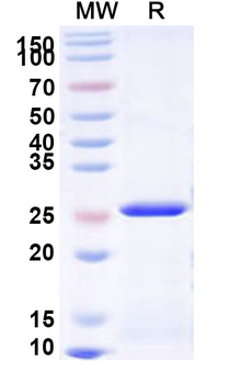Recombinant Human NCR1 Protein, N-His