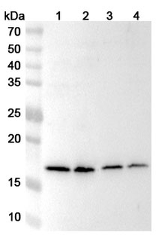 BUD31 Polyclonal Antibody