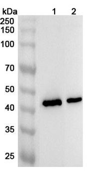 Human SCTR Polyclonal Antibody
