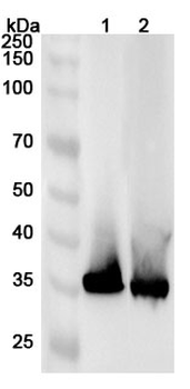 AKR1D1 Polyclonal Antibody