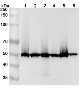 POLD2 Polyclonal Antibody