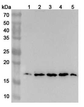 RPS13 Polyclonal Antibody