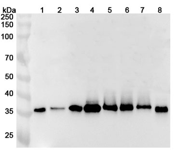 EXOSC7 Polyclonal Antibody