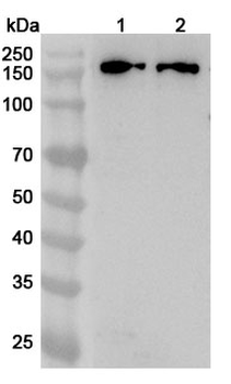 NCOA2 Polyclonal Antibody