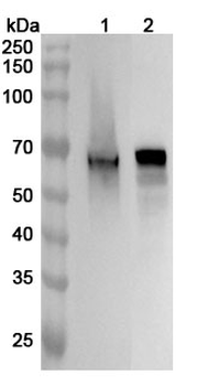 INA Polyclonal Antibody