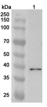 BRMS1L Polyclonal Antibody