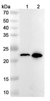 SRSF3 Polyclonal Antibody