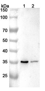 COPS5 Polyclonal Antibody