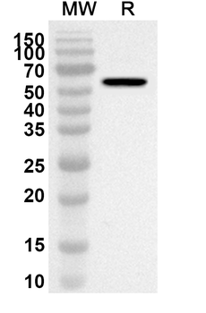 ITK Polyclonal Antibody