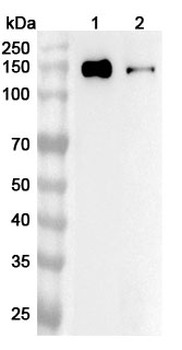 COLEC12 Polyclonal Antibody