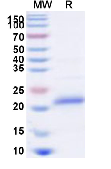Recombinant Human TNFRSF10C Protein, N-His
