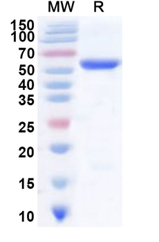 Recombinant Human P4HB Protein, N-His