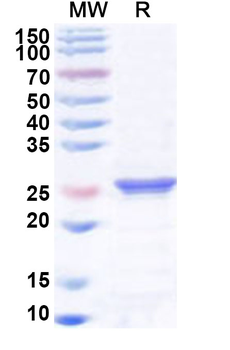 Recombinant Human BAG2 Protein, N-His