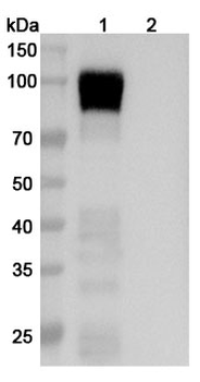 Human CD256/TNFSF13 Polyclonal Antibody