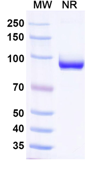 Human B2M/Beta-2-microglobulin Nanobody Antibody