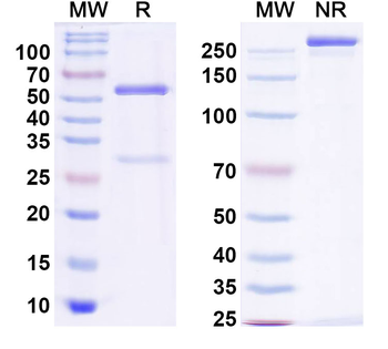 CD19 & CD28 Bispecific Antibody