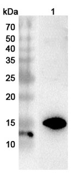 EMC6/TMEM93 Polyclonal Antibody
