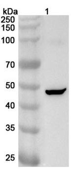 SERPINI1 Polyclonal Antibody