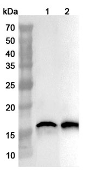AIF1 Polyclonal Antibody