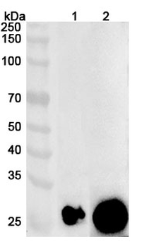 MPZ Polyclonal Antibody