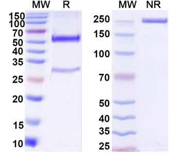 UNC5B Antibody