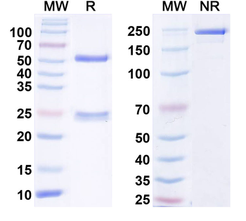 SUR2B Antibody