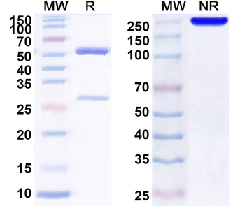 Human CD123/IL3RA Antibody