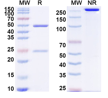 Human CD357/TNFRSF18/GITR Antibody