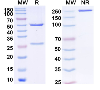 Human CD357/TNFRSF18/GITR Antibody