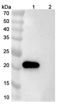 Human CD357/TNFRSF18/GITR Antibody