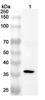 KLF13 Polyclonal Antibody