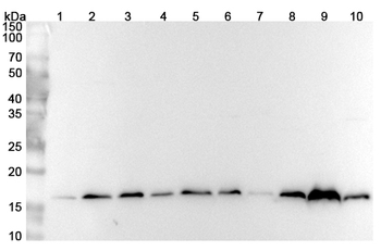 ARL8B Polyclonal Antibody