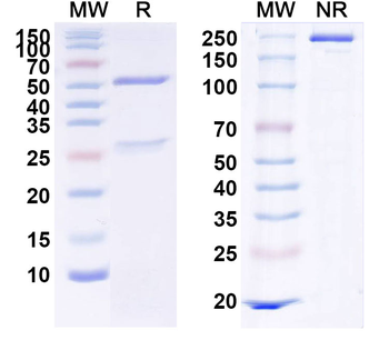 InVivoMAb Mouse IL6R Antibody