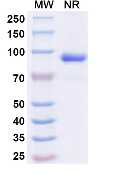 CHIKV NSP2 Antibody