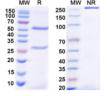 Monkeypox virus/MPXV A35R Antibody