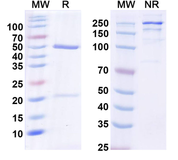 Human SLC15A4 Antibody