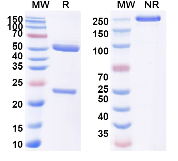 InVivo Plus Mouse IL17A Antibody