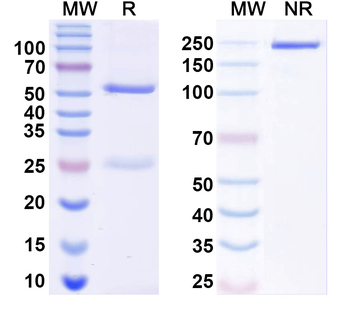 EEV Neutralization Antibody