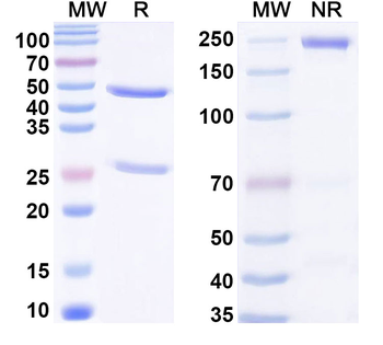 Human IL1RAP & CD3 Bispecific Antibody