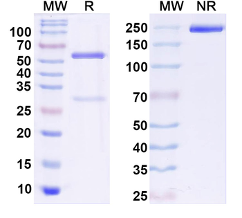 Mouse CTLA4 & PD1 Bispecific Antibody