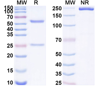 Mouse CTLA4 & PD1 Bispecific Antibody