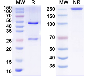 Human CD112/Nectin-2/PVRL2 Antibody