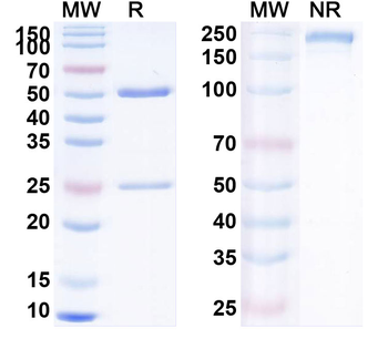 Human APC/Activated protein C Antibody