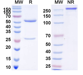Research Grade brelovitug Antibody